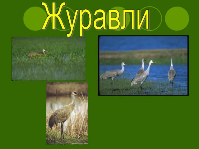 Журавли