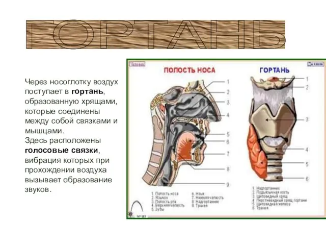 Через носоглотку воздух поступает в гортань, образованную хрящами, которые соединены между собой