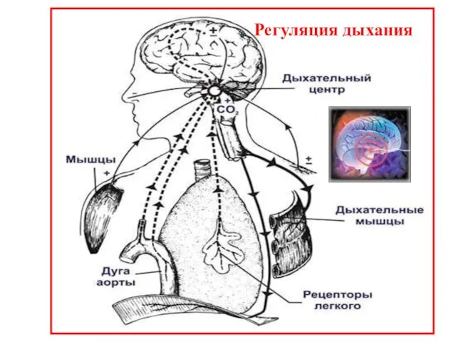 Регуляция дыхания