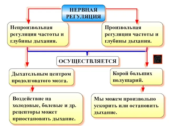 Непроизвольная регуляция частоты и глубины дыхания. ОСУЩЕСТВЛЯЕТСЯ НЕРВНАЯ РЕГУЛЯЦИЯ Произвольная регуляция частоты