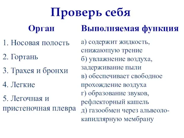 Орган 1. Носовая полость 2. Гортань 3. Трахея и бронхи 4. Легкие