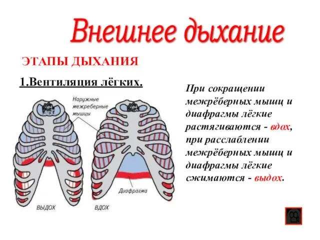 Внешнее дыхание 1.Вентиляция лёгких. ЭТАПЫ ДЫХАНИЯ При сокращении межрёберных мышц и диафрагмы