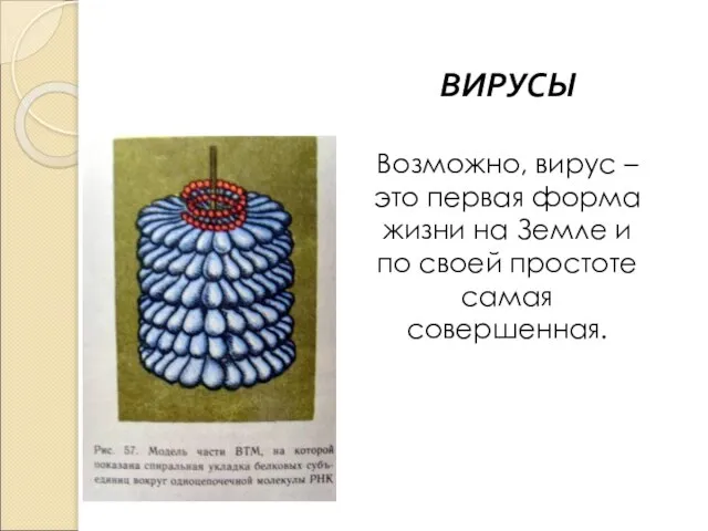 ВИРУСЫ Возможно, вирус – это первая форма жизни на Земле и по своей простоте самая совершенная.