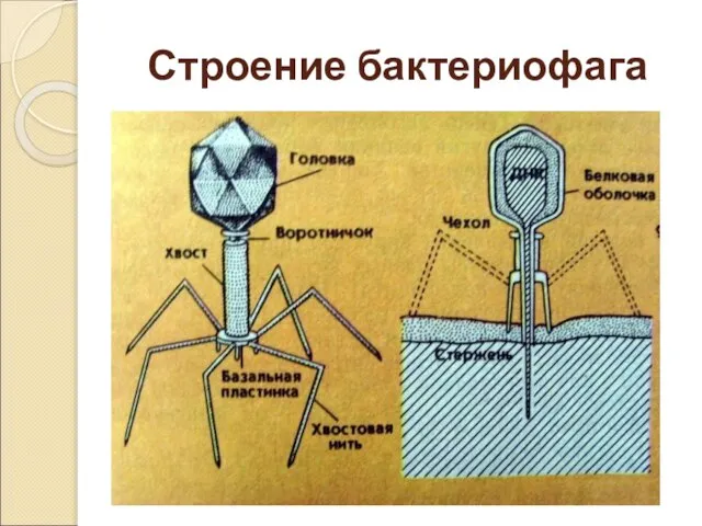 Строение бактериофага