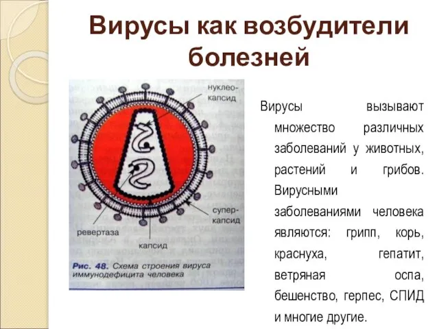 Вирусы вызывают множество различных заболеваний у животных, растений и грибов. Вирусными заболеваниями