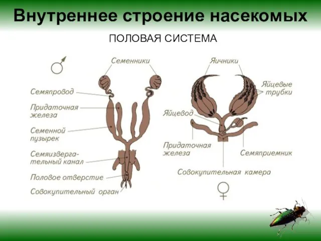 Внутреннее строение насекомых ПОЛОВАЯ СИСТЕМА