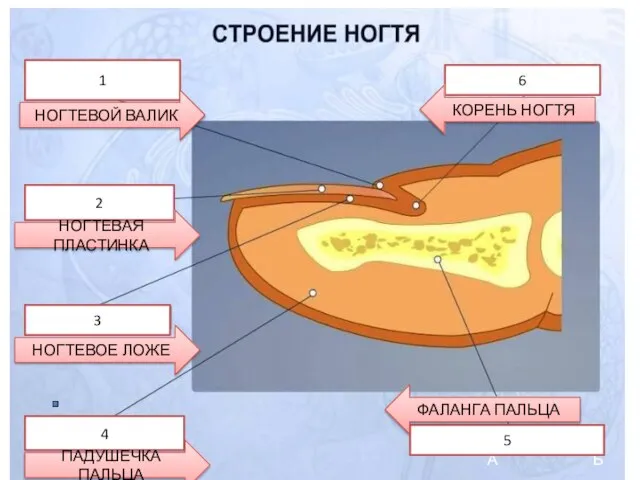 А Б 6 1 2 3 4 5 НОГТЕВОЙ ВАЛИК НОГТЕВАЯ ПЛАСТИНКА