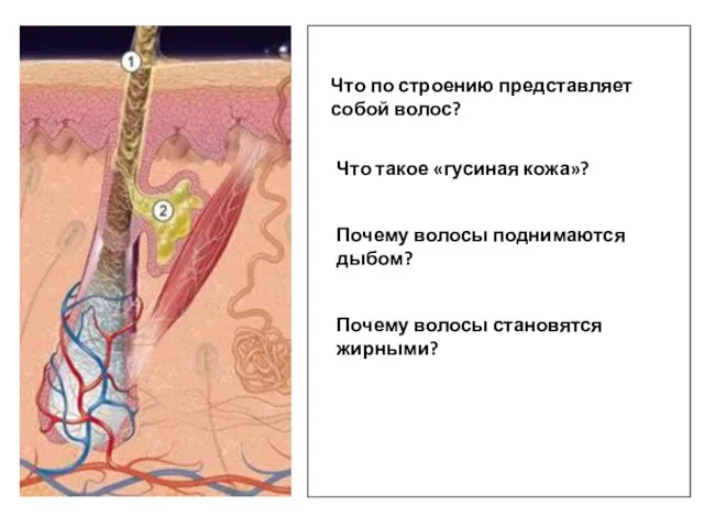 Что такое «гусиная кожа»? Почему волосы поднимаются дыбом? Почему волосы становятся жирными?