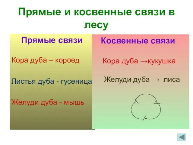 Прямые и косвенные связи в лесу Прямые связи Кора дуба – короед