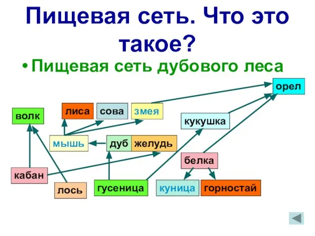 Пищевая сеть. Что это такое? Пищевая сеть дубового леса