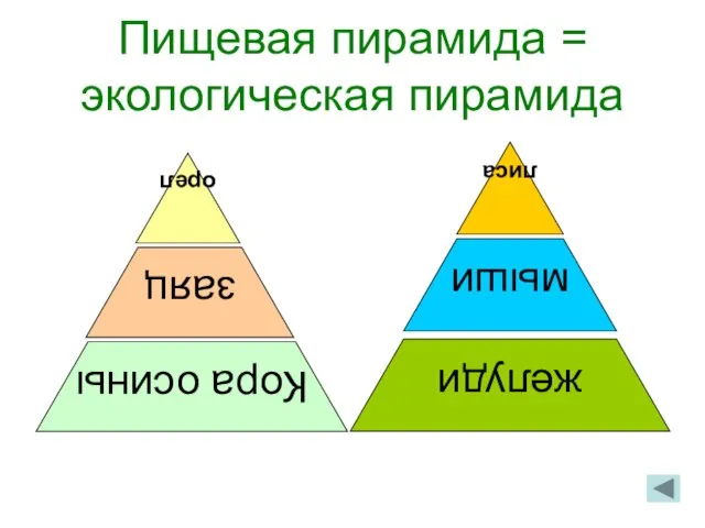 Пищевая пирамида = экологическая пирамида заяц Кора осины орел желуди мыши лиса