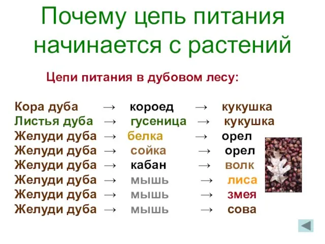 Почему цепь питания начинается с растений Цепи питания в дубовом лесу: Кора