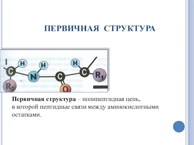 ПЕРВИЧНАЯ СТРУКТУРА Первичная структура – полипептидная цепь, в которой пептидные связи между аминокислотными остатками.