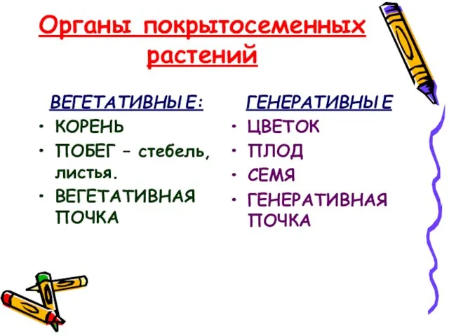 Органы покрытосеменных растений ВЕГЕТАТИВНЫЕ: КОРЕНЬ ПОБЕГ – стебель, листья. ВЕГЕТАТИВНАЯ ПОЧКА ГЕНЕРАТИВНЫЕ