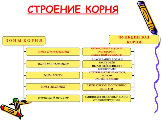 СТРОЕНИЕ КОРНЯ