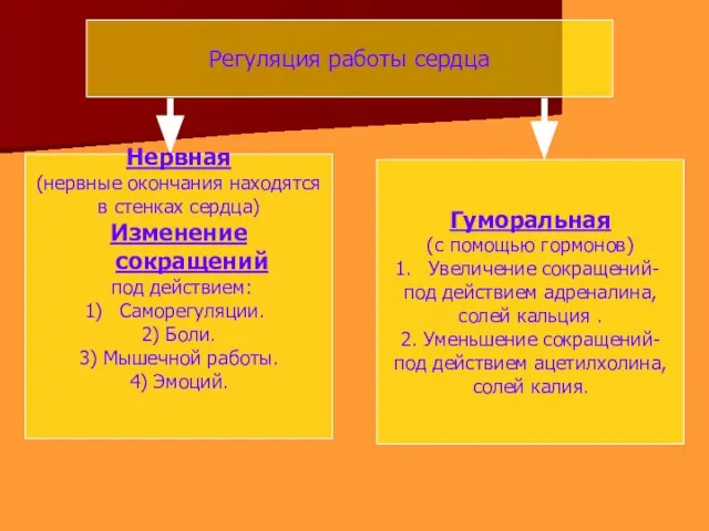 Регуляция работы сердца Нервная (нервные окончания находятся в стенках сердца) Изменение сокращений