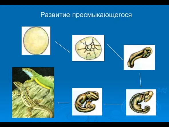 Развитие пресмыкающегося