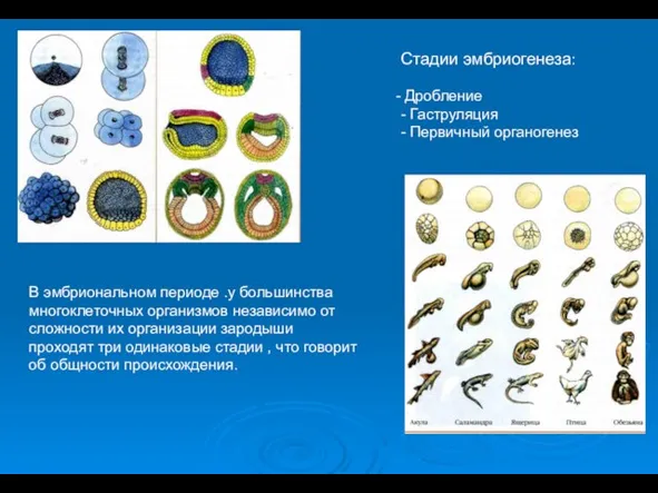 Стадии эмбриогенеза: Дробление - Гаструляция - Первичный органогенез В эмбриональном периоде .у