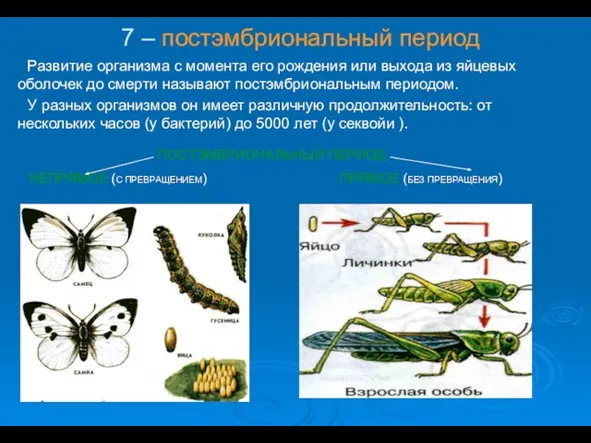 7 – постэмбриональный период Развитие организма с момента его рождения или выхода