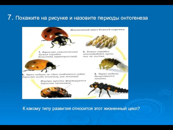 7. Покажите на рисунке и назовите периоды онтогенеза К какому типу развития относится этот жизненный цикл?