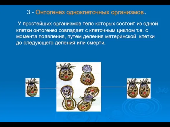 3 - Онтогенез одноклеточных организмов. У простейших организмов тело которых состоит из