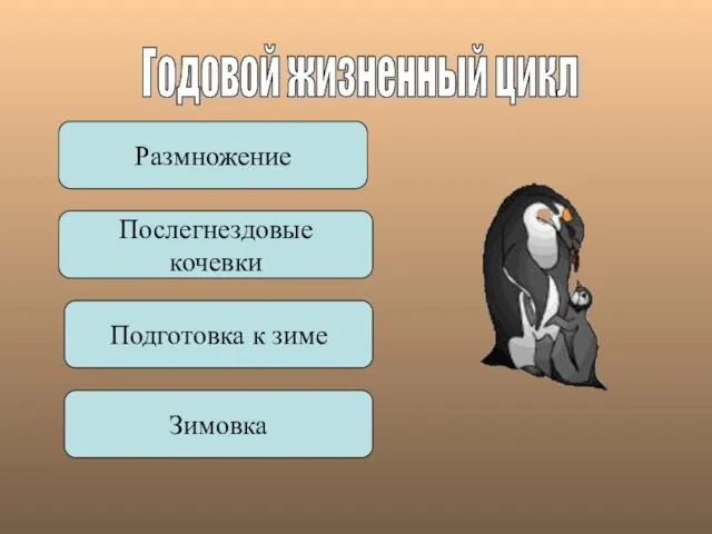 Годовой жизненный цикл Размножение Послегнездовые кочевки Подготовка к зиме Зимовка