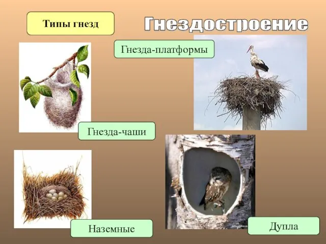 Гнездостроение Типы гнезд Наземные Гнезда-чаши Гнезда-платформы Дупла