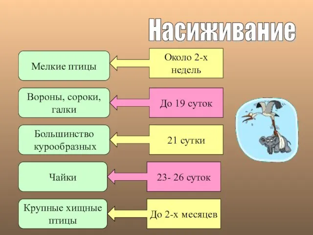 Насиживание Мелкие птицы Вороны, сороки, галки Большинство курообразных Чайки Крупные хищные птицы