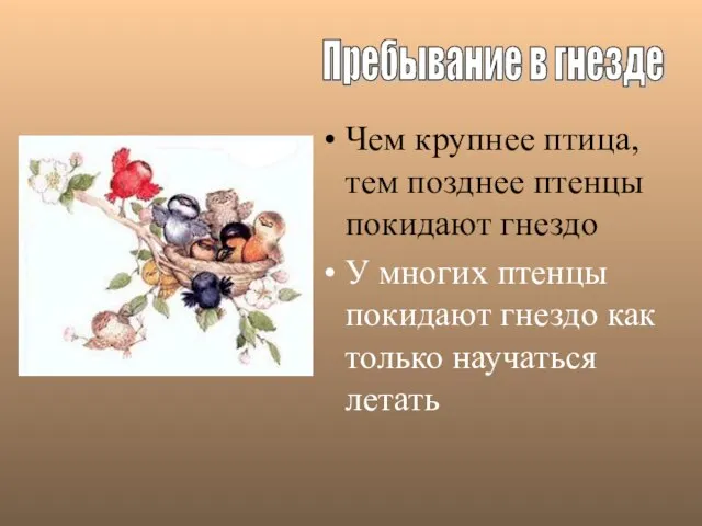 Чем крупнее птица, тем позднее птенцы покидают гнездо У многих птенцы покидают