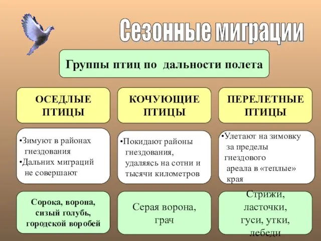 Сезонные миграции Группы птиц по дальности полета ОСЕДЛЫЕ ПТИЦЫ КОЧУЮЩИЕ ПТИЦЫ ПЕРЕЛЕТНЫЕ