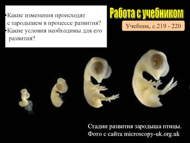 Стадии развития зародыша птицы. Фото с сайта microscopy-uk.org.uk Работа с учебником Учебник,