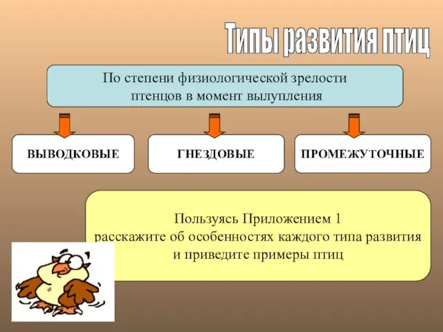 Типы развития птиц По степени физиологической зрелости птенцов в момент вылупления ВЫВОДКОВЫЕ