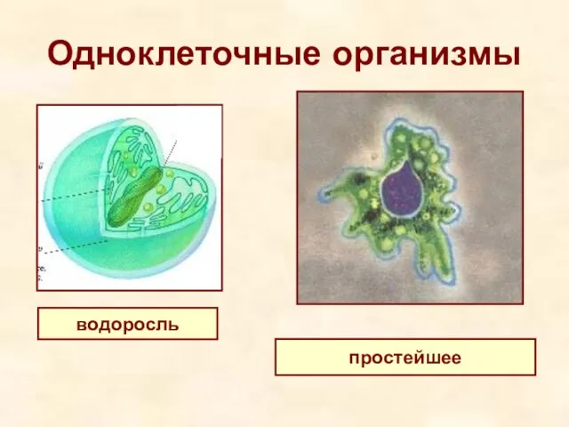 Одноклеточные организмы водоросль простейшее