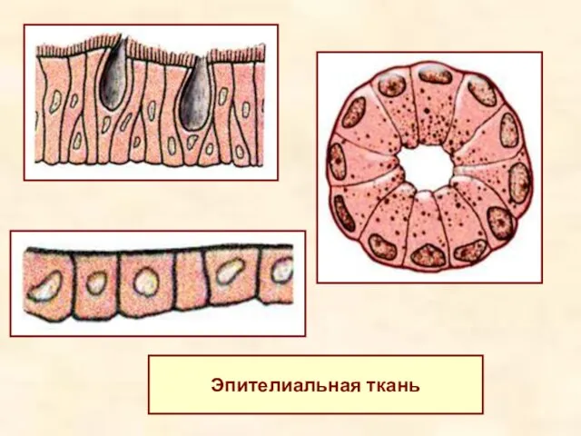 Эпителиальная ткань