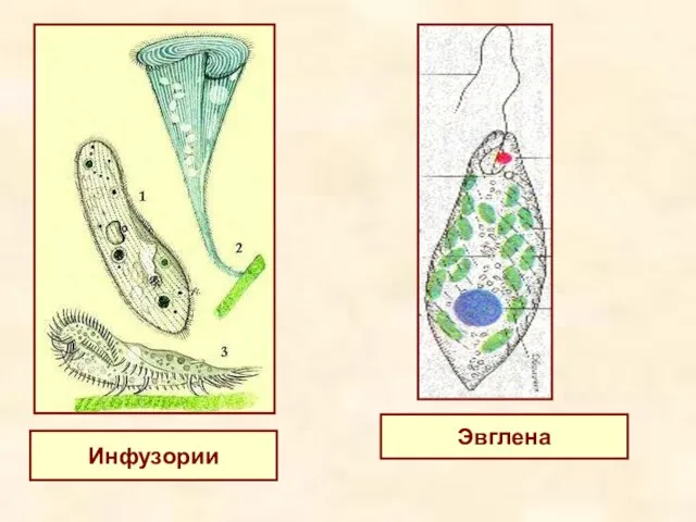 Инфузории Эвглена