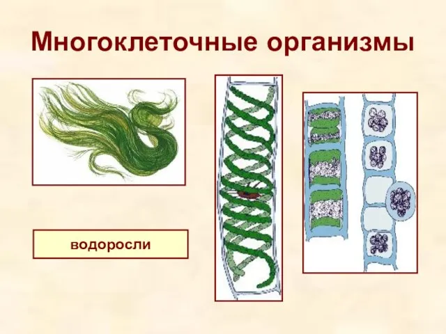 Многоклеточные организмы водоросли