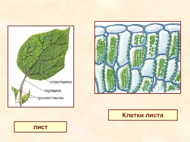 лист Клетки листа