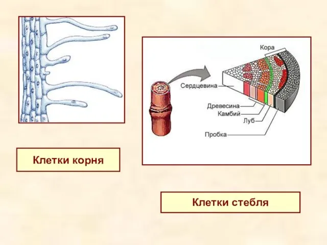 Клетки корня Клетки стебля