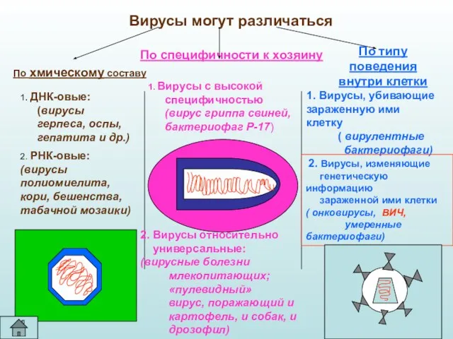 Вирусы могут различаться По специфичности к хозяину 1. Вирусы с высокой специфичностью