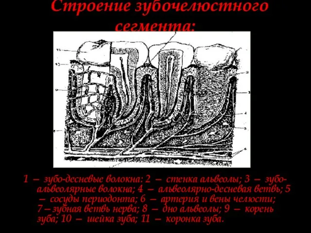 Строение зубочелюстного сегмента: 1 — зубо-десневые волокна: 2 — стенка альвеолы; 3