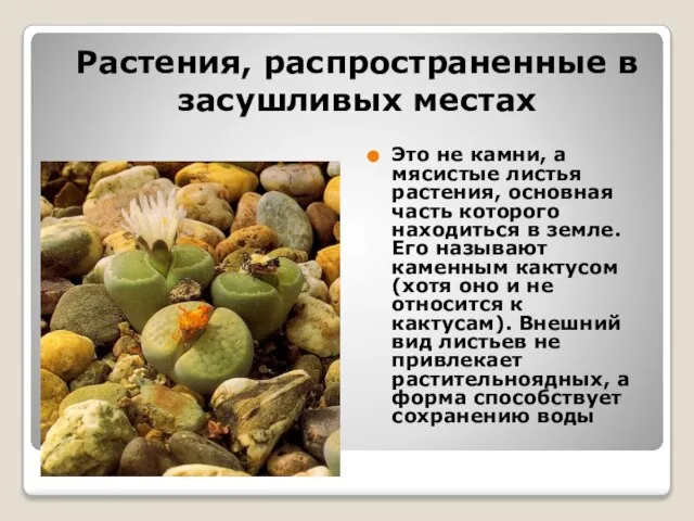 Растения, распространенные в засушливых местах Это не камни, а мясистые листья растения,