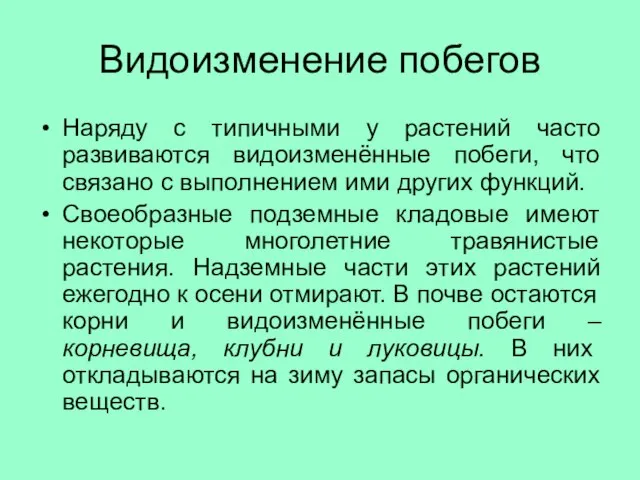 Видоизменение побегов Наряду с типичными у растений часто развиваются видоизменённые побеги, что