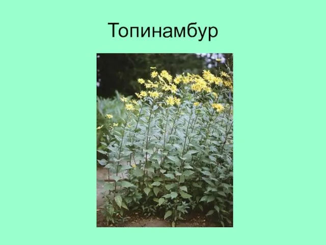 Топинамбур