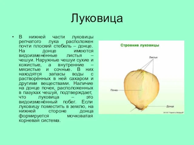 Луковица В нижней части луковицы репчатого лука расположен почти плоский стебель –