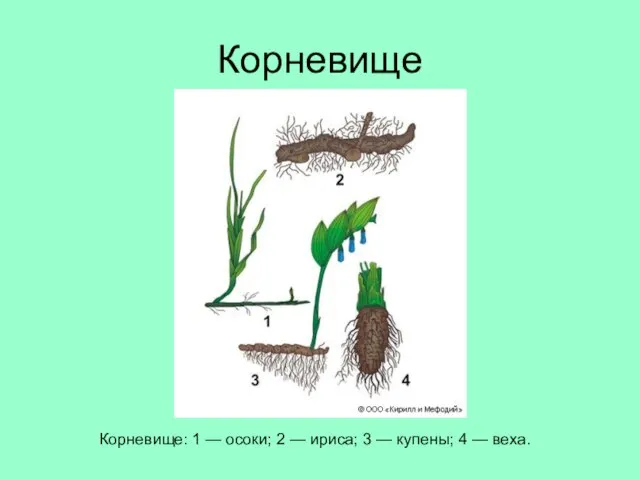 Корневище Корневище: 1 — осоки; 2 — ириса; 3 — купены; 4 — веха.