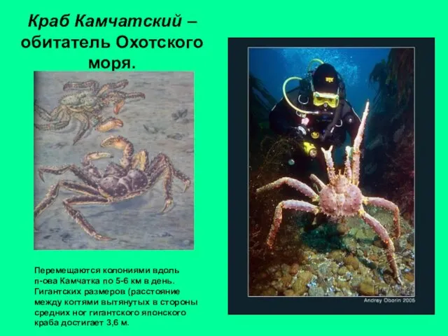 Краб Камчатский – обитатель Охотского моря. Перемещаются колониями вдоль п-ова Камчатка по