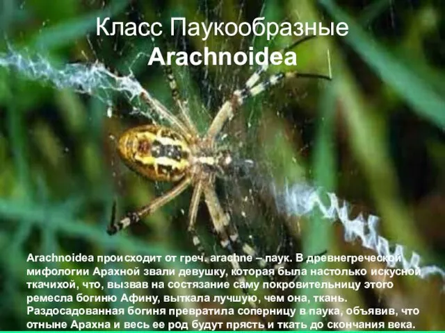 Класс Паукообразные Arachnoidea Arachnoidea происходит от греч. arachne – паук. В древнегреческой