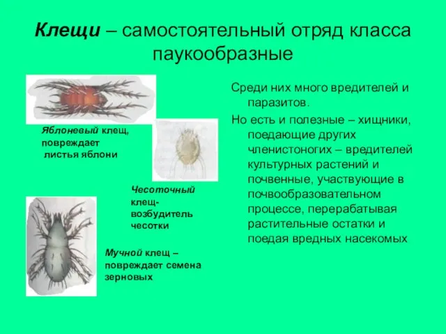 Клещи – самостоятельный отряд класса паукообразные Среди них много вредителей и паразитов.