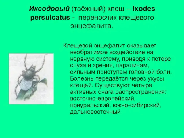 Иксодовый (таёжный) клещ – Ixodes persulcatus - переносчик клещевого энцефалита. Клещевой энцефалит