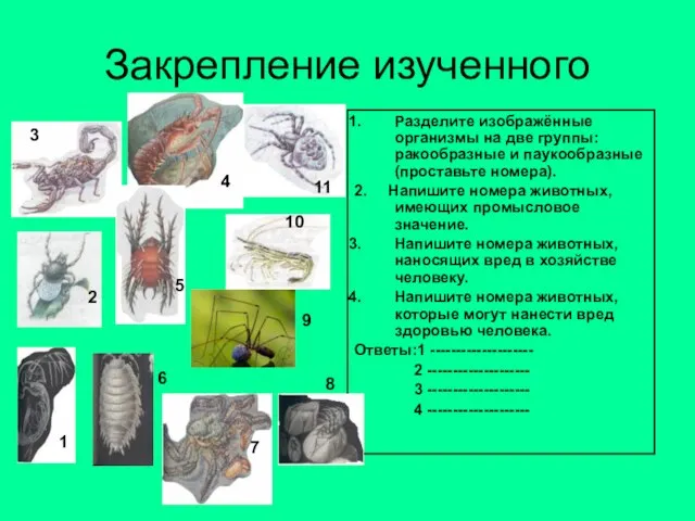 Закрепление изученного Разделите изображённые организмы на две группы: ракообразные и паукообразные (проставьте